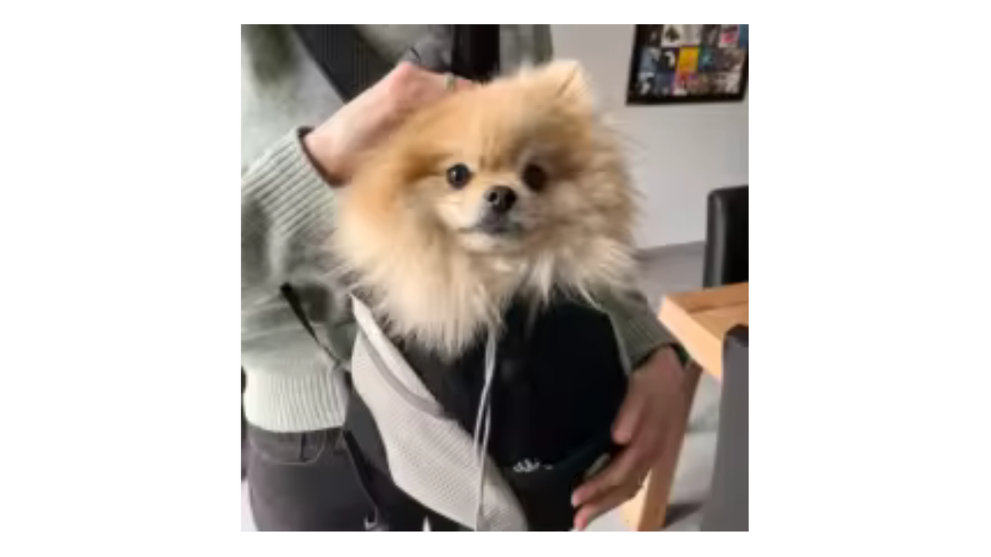 Mochila Canguru para Cachorros