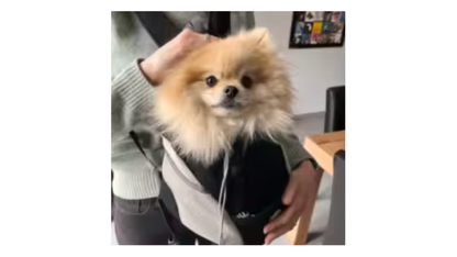 Mochila Canguru para Cachorros